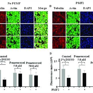 Cell Viabilities Of MCF 7 And A549 Cells Untreated Or Treated With PEMF