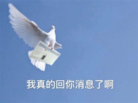 放飞和平鸽背后要做这么多事？向北京人民集体借鸽子！ 哔哩哔哩