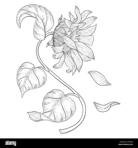 Sunflower with falling petals outline illustration. Line art digitally ...