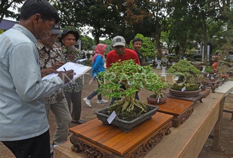 Kontes Dan Pameran Bonsai Hari Lingkungan Antara Foto