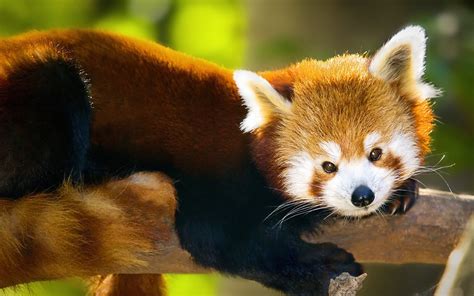 Download Animal Red Panda Hd Wallpaper