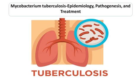 Mycobacterium Tuberculosis Structure