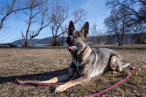 11 Best Sable German Shepherd Breeders In The US