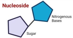 Nucleoside- Definition, Types, Structure, Functions