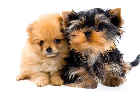 Yorkie Pomeranian Mix Facts Origin Traits And Temperament