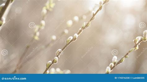 Pussy Willow Blossoming Season Spring Nature Stock Image