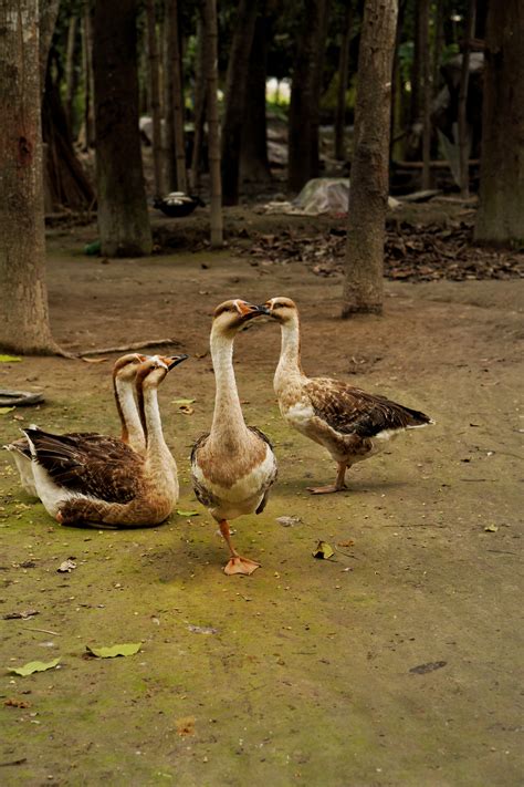 People with Flock of Geese · Free Stock Photo