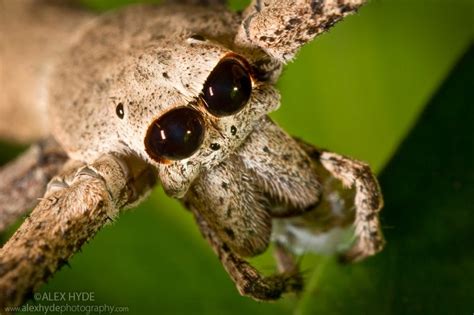 Head of ogre faced / net-casting spider {Deinopis sp} showing the huge ...