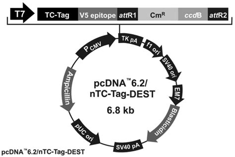 pcDNA6 2 nTC Tag DEST 北京华越洋生物