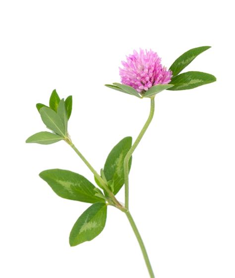 Premium Photo | Clover flower