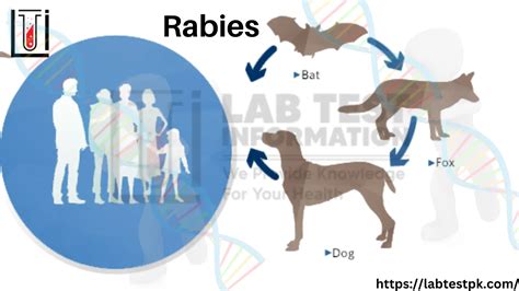 Rabies Symptoms, Risk, Treatment, and | Lab Test Information