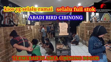 Update Harga Dan Stok Burung Di Kios Abadi Bird Cibinong Bogor Youtube