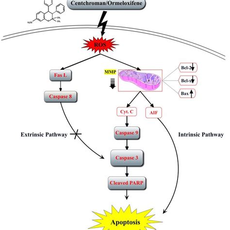 Apoptosis signaling pathway. We proposed the signaling pathway of... | Download Scientific Diagram