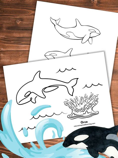 Killer Whale Coloring Sheet