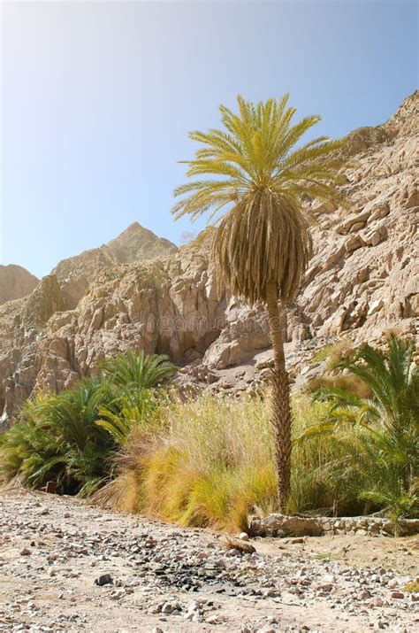 Oasis En El Medio Del Desierto De Sina En Egipto Imagen De Archivo