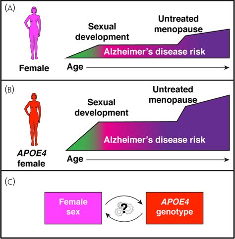 Role Of Estrogen In Womens Alzheimers Disease Risk As Modified By