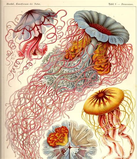 A Billion Tastes And Tunes Ernst Haeckel Part 2 Of 2