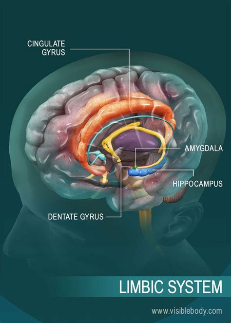 Overview of the limbic system | Limbic system, Nervous system, Basic ...