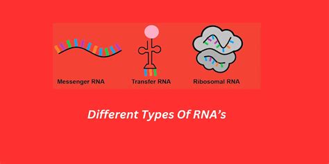 Different Types Of Rna S And Their Functions Mrna Rrna Trna And Micro