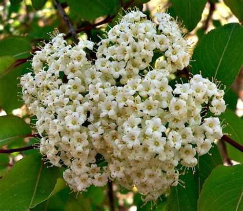 Viburnum prunifolium