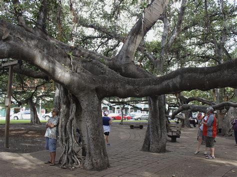 Majestic Banyan Tree In Lahaina Chronicles 150 Years Of History