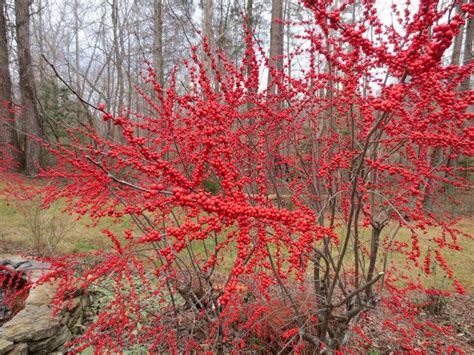 winterberry bush - | Winterberry bush, Shade plants, Winterberry