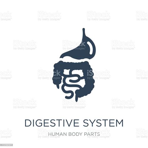 Spijsverteringsstelsel Pictogram Vector Op Witte Achtergrond