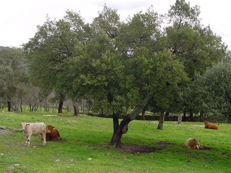 Confirmados Doce Focos De La Enfermedad Hemorr Gica Epizo Tica En