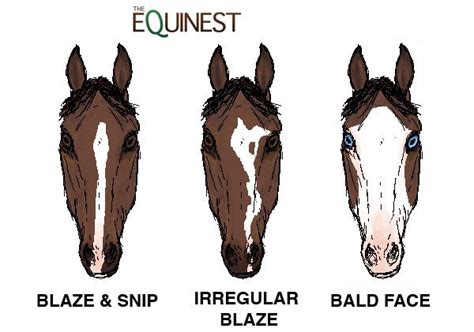 three different types of horses'heads with the words equinnest on them