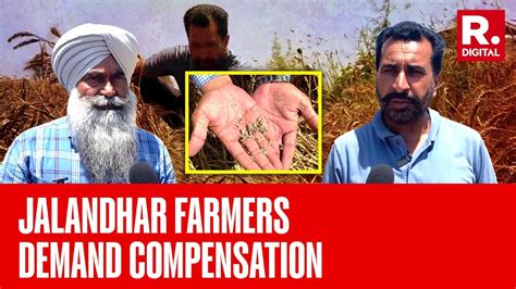 Punjab Untimely Rains Damage Crops In Jalandhar Farmers Demand