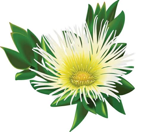 Sceletium Tortuosum (Kanna) Overview: History, Benefits, Effects & More