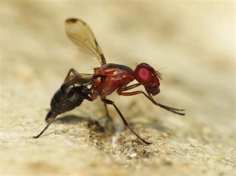 Diptera Info Photo Albums Cephalia Rufipes Female