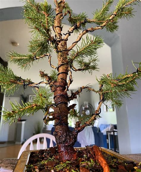 Dwarf Alberta Spruce Bonsai (Picea glauca 'Conica') Care Insights