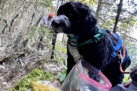 Dog Rescued After Falling 30 Feet Off Cliff In Michigan