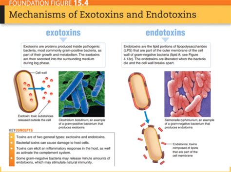 Toxins Flashcards | Quizlet