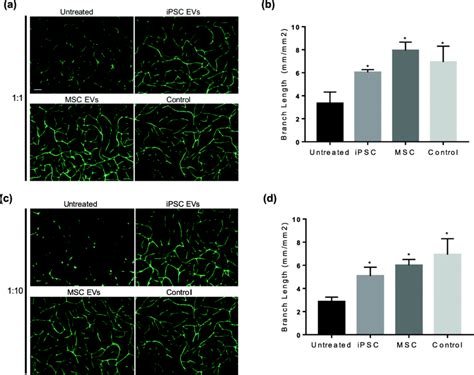 Angiogenesis Assay The Effect Of Ipsc And Msc Evs On Tubular Formation