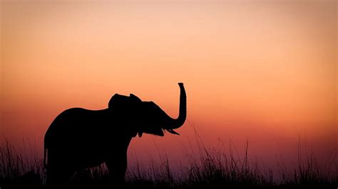 Elephant Silhouette Sunset