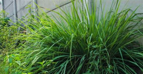 How To Grow and Care For Cymbopogon Nardus