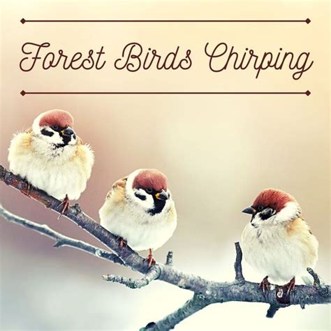 Forest Birds Chirping Relaxing Nature Sounds Mp3 Various Composers