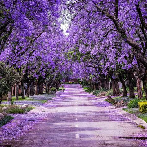 Jacaranda Trees for Sale – FastGrowingTrees.com