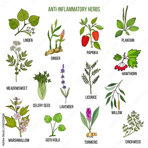 Anti-inflammatory herbs. Hand drawn set of medicinal plants Stock ...