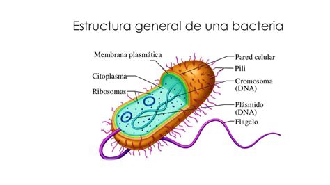 Solution Bacterias Studypool