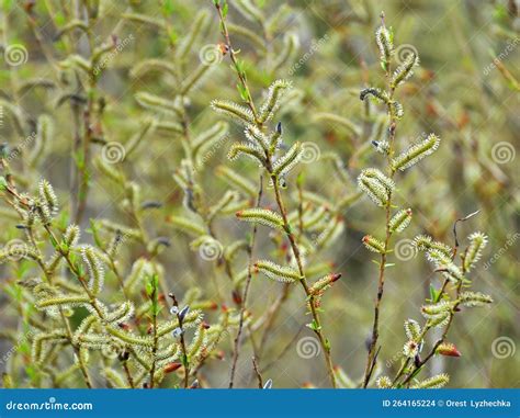 Purple Willow Salix Purpurea Grows In Nature Stock Photo Image Of