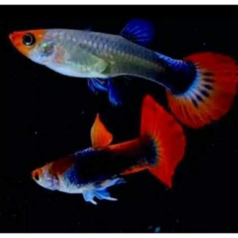 Jual Ikan Hias Guppy Tuxedo Koi Ikan Gupy Dragon Ikan Gapy Prtd