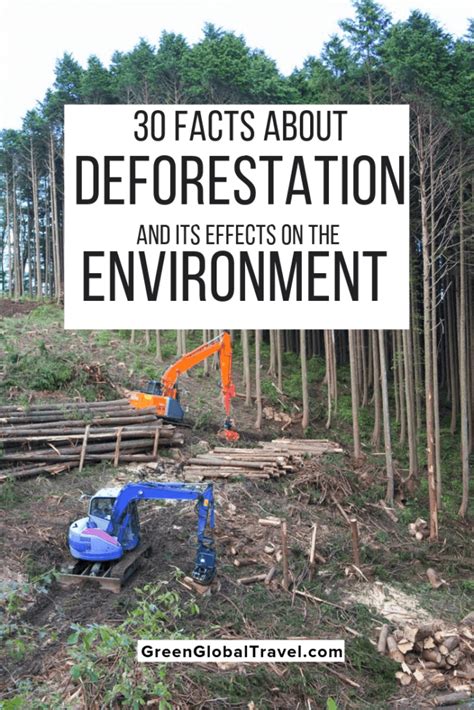 30 Facts About Deforestation Its Effects On The Environment