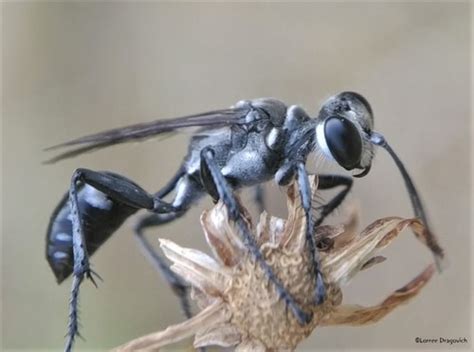 Prionyx Globosus Inaturalist