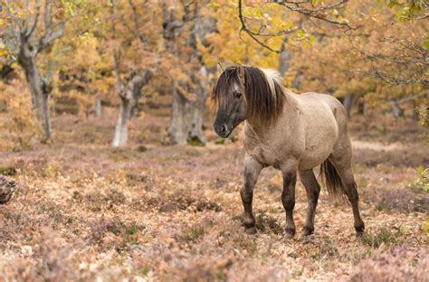 Where to See Wild Horses