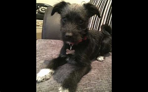 Patterdale Terrier Chihuahua Mix - Chatterdale - Patterdale Terriers