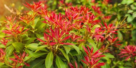 How To Prune Pieris When Rejuvenating Woody Plants