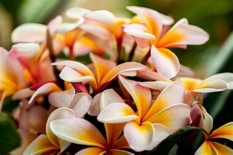 Frangipani Varieties Frangiplants Frangipani Wholesale Specialists